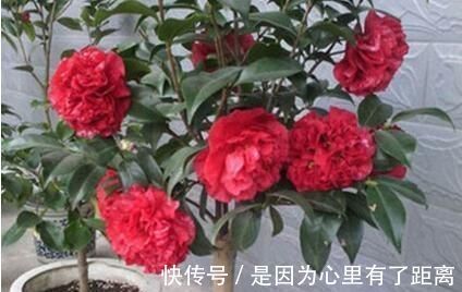 养花|最厉害的养花营养液给花喝一勺，啥花都喜欢，花开满枝条