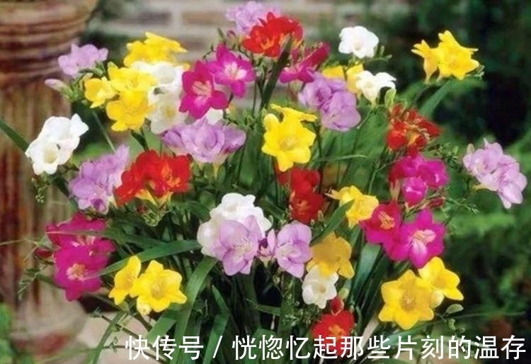 4种“漂亮花”,好打理,易爆盆,招财又纳福,谁养谁喜欢