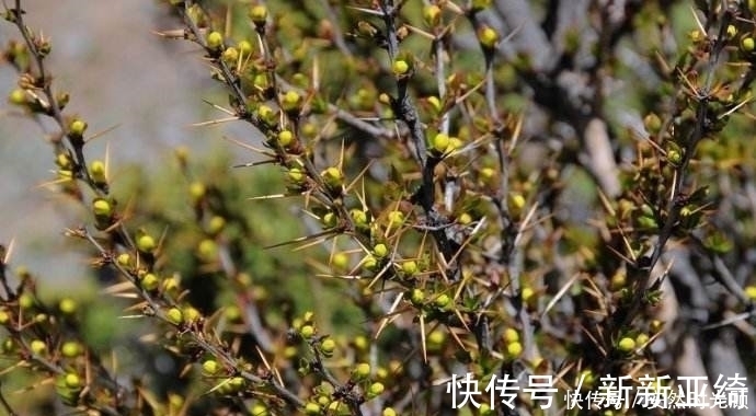 小檗碱|农村一种树，浑身长刺，但根部价值却极为珍贵，可抑菌抗肿瘤