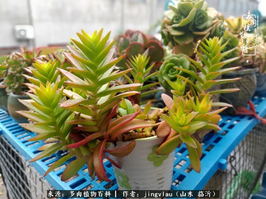 花月|多肉露养度夏，没遮阳没遮雨，有惊无险！