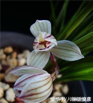 兰花“病央央”，教你几招，瞬间恢复生机，开花多多