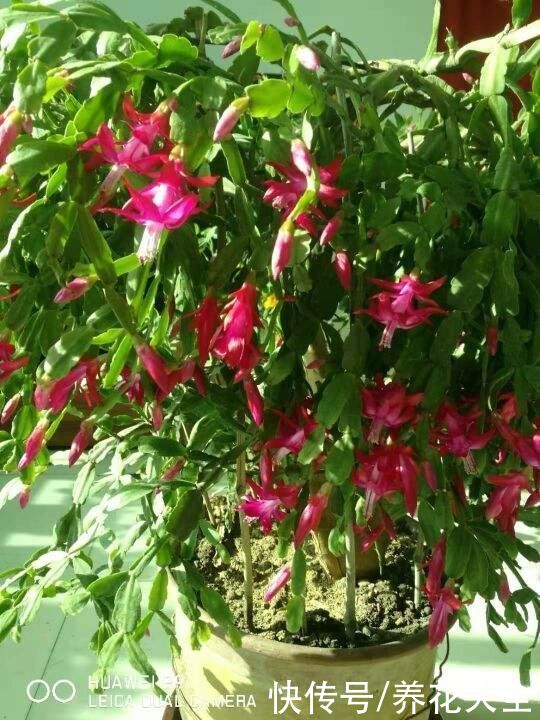 春天买花，这“两大类”不能养，花期没多久，很快就凋谢