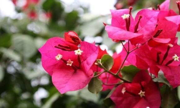 不如养这几款小花,比吊兰好养,花朵鲜艳迷人