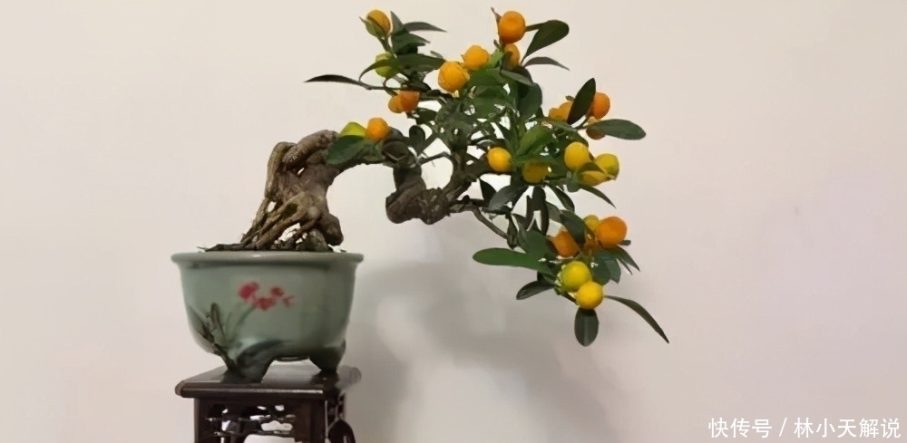 根系|玩盆景重在养坯,养坯阶段的5件事不能急于求成,不然会适得其反