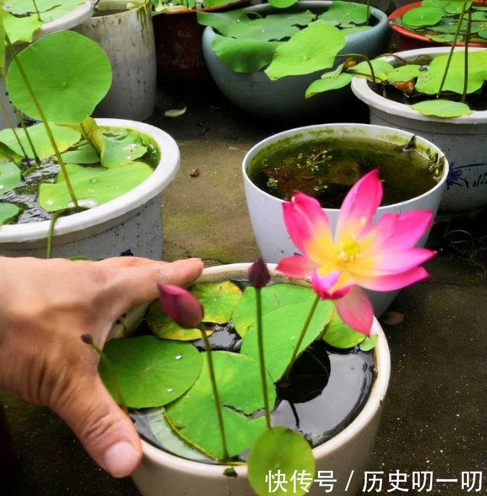 列入|这“三种花”不能养,已被列入“养殖黑名单”,别再傻傻当作宝