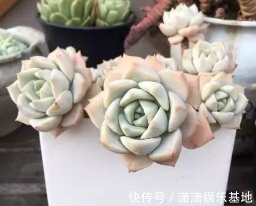 多肉|适合新手养的9种多肉,叶片沾土就活,轻松长爆盆,状态非常美