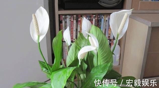 6种“吉利花”养在客厅里,一帆风顺,运气好,日子越过越顺当