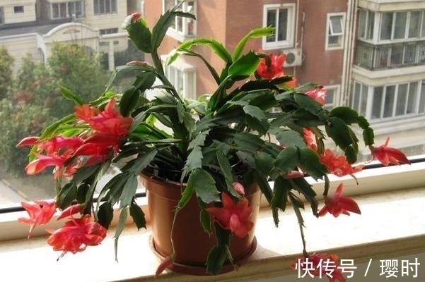 橘子皮养花妙招分享,除了这3种用法外,你还晓得哪些?