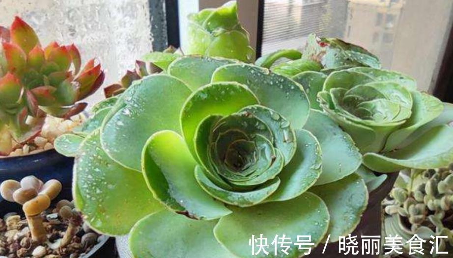 叶片|养肉先养根,教你3个小技巧,学会了根系健壮长势旺