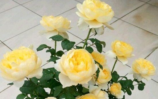 适合阳台种植的盆栽,花大色美仙气十足,有很高的观赏价值