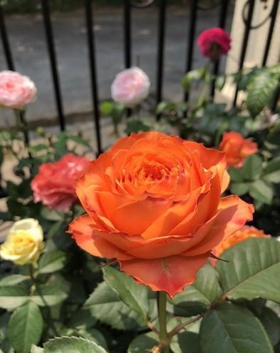 元素|月季花越开花越小做好“两件事”，花大色艳，天天开花不间断