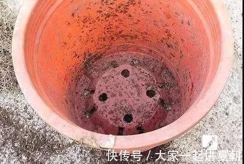 木炭|盆栽底下垫上这4种,告别“植物杀手”称号!