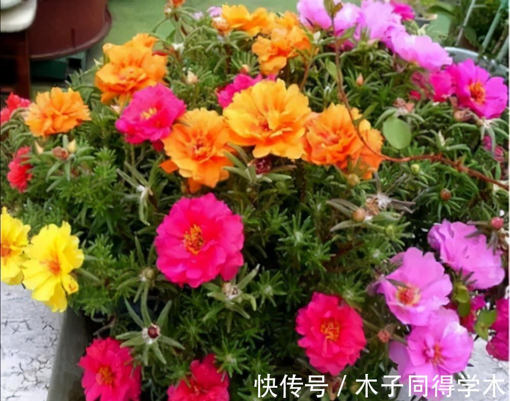 扦插|4种漂亮花,越老越没用,开花少长得丑,赶紧扦插几盆备用