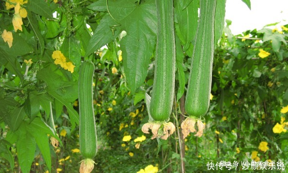 发黑|炒丝瓜容易发黑饭店大厨这一步没有做,丝瓜不发黑有食欲