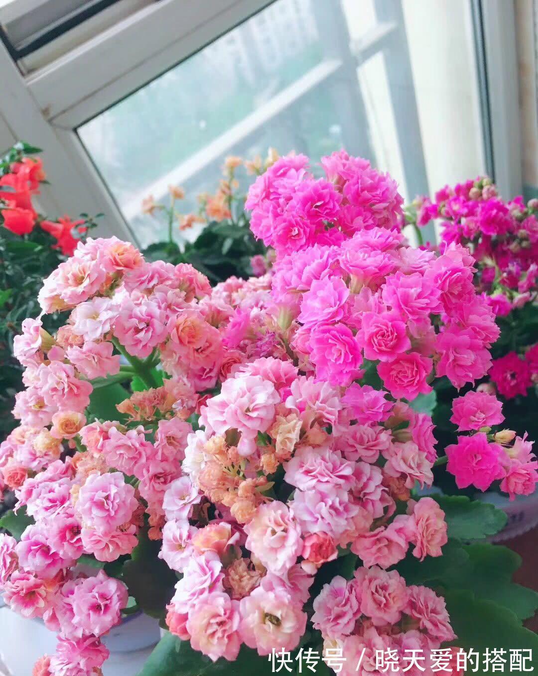 适合十月养的“14种花”,成活率高,能早日开花,喜欢别错过