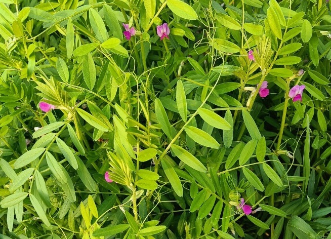 野菜|春天挖野菜,送你56种野菜大图片,带你见识不同的野菜和吃法