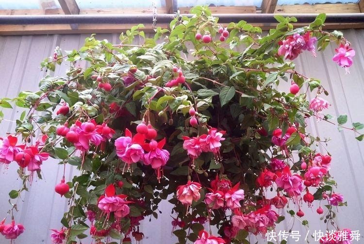 四季|阳台上养盆它,喜庆又漂亮,一棵扦插十棵,四季都开花