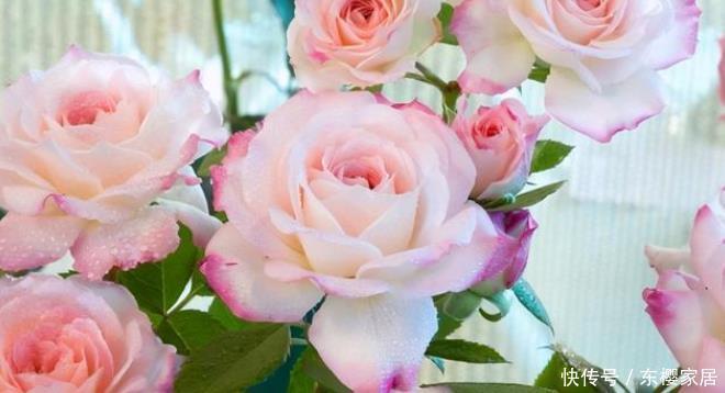 20款露台月季品种,超级丰花、适合露台、阳台盆栽,皮实好养