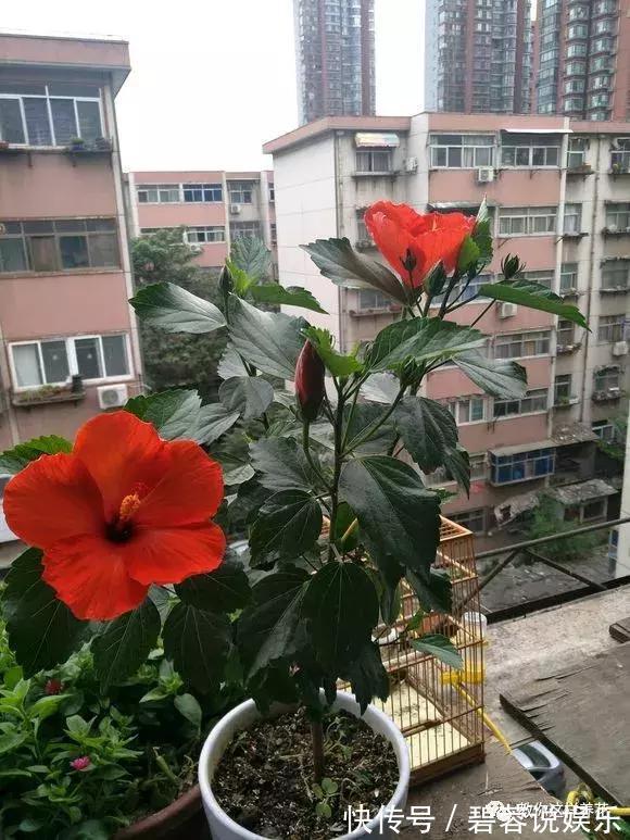 1种花一开就是300多天，好养又漂亮，新手懒人都能养！