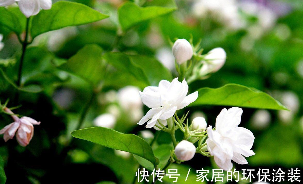 湿润|茉莉花的养殖方法和技巧有哪些？