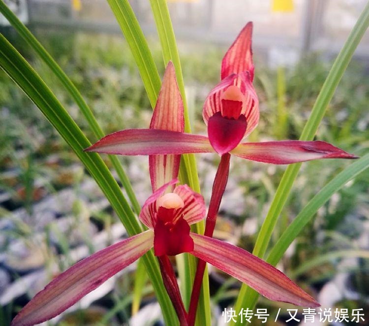 挚爱|此兰花是老一辈兰友的挚爱,香气雅致,无需春化就能开好