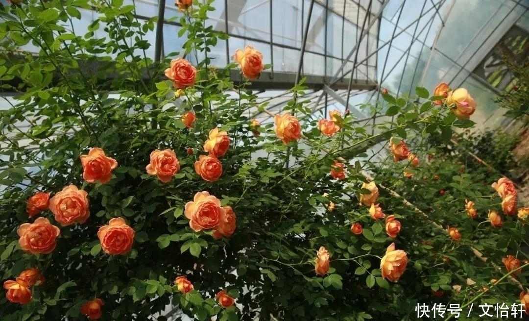 品种|100个月季品种,千姿百态,每个都很漂亮,图名并茂,值得收藏