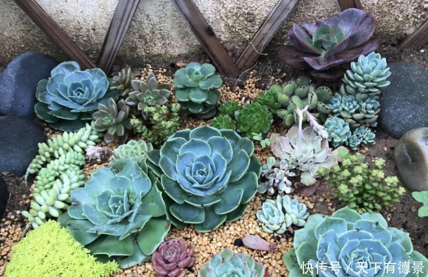 元气大伤|天热多肉不长个该怎么办?多透气、不施肥,不行就只能换盆土