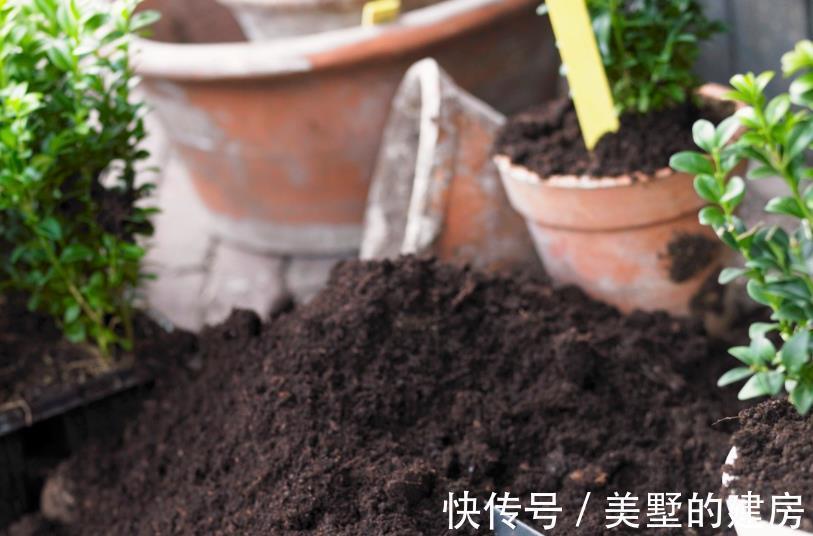 腐殖质|绿化带里的这种土是养花“极品土”，走过路过不能错过！