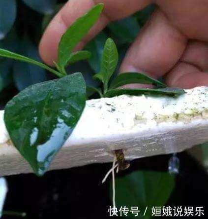 这种扦插神器你都扔了亏大了,赶紧捡回来!