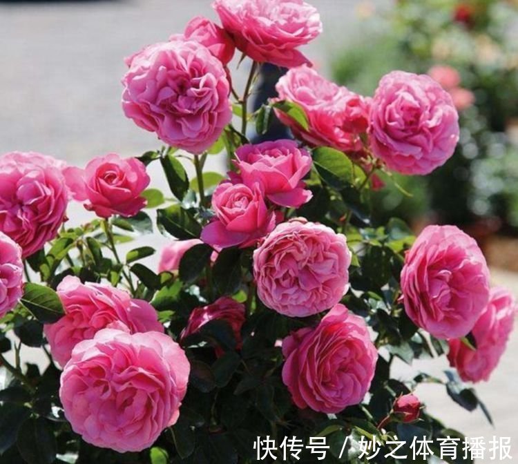 居家就养此款花卉,浇水就疯长,给点阳光就“灿烂”,开花不断!