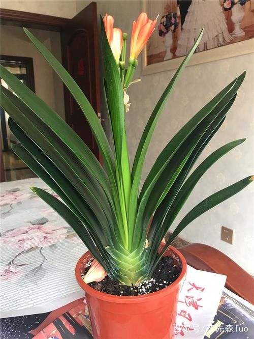 君子兰：叶大“流油”，花多“压”枝，4个小技巧，搞定！