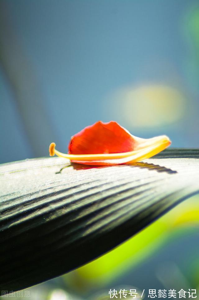 怎样让君子兰一年长出8片叶子?他的做法,值得我们学习