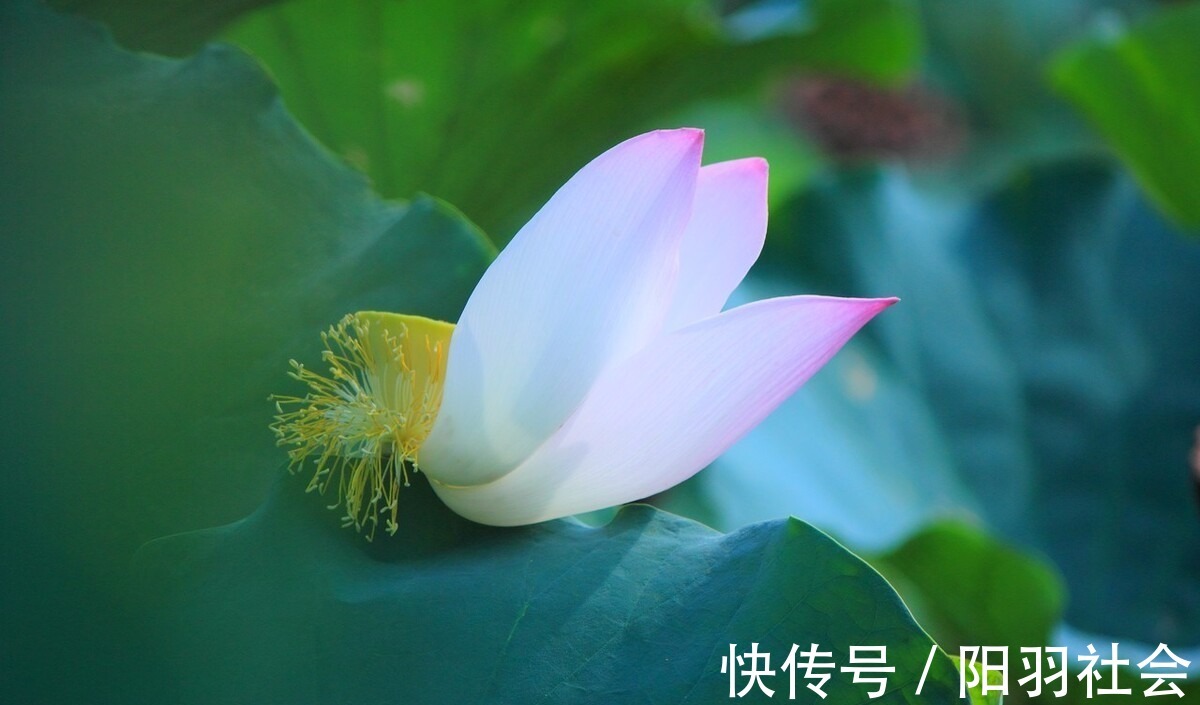 岁月$止于唇齿,匿于流年,谁的岁月,弹指刹那,谁的沧桑,掩去芳华