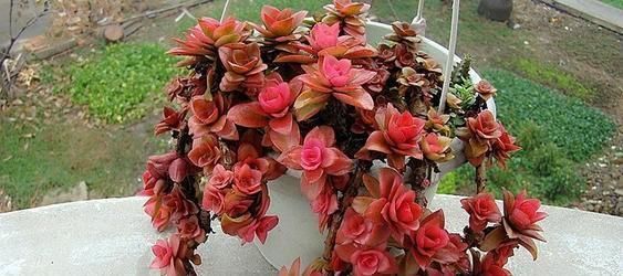 光照|此款多肉,适合新手养,不怕你虐,越虐越漂亮