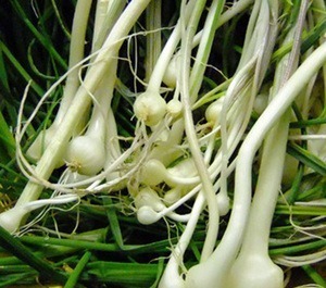 柳蒿|春来野菜香,好吃又养生,下面4种有毒,采挖时需注意,不要误食