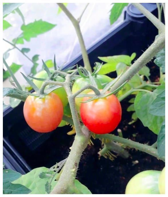 王祖蓝晒自家有机菜园,引10万网友点赞,网友:这就是向往的生活