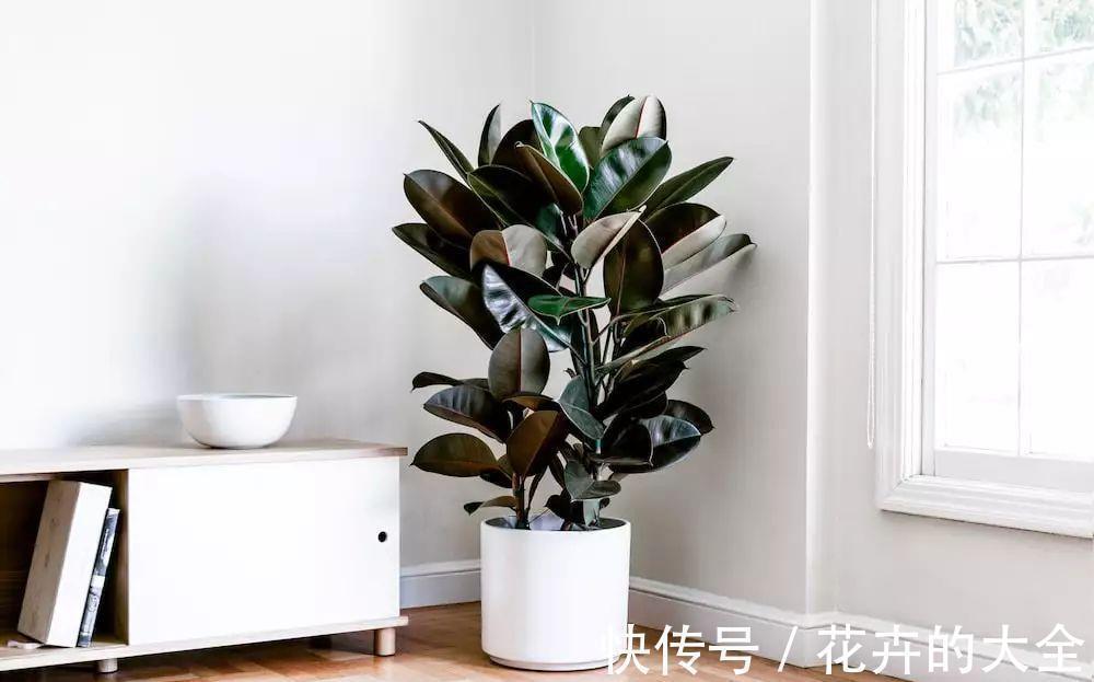 利于健康的“9种花”,株型雅致有格调,寓意“吉祥”有韵味