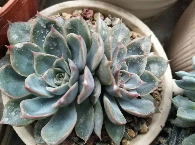 观音莲|90后川妹子的“丑肉”逆袭记!时光不弃,多肉常在!