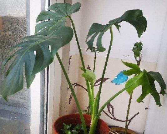 最不耐晒的3种花,养在室内才好看,搬出去一天就枯了