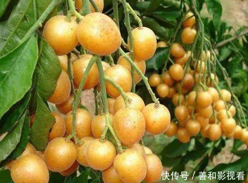 晚上当零食吃几颗,一个月下来,止咳化痰,消炎杀菌,夏天不咳嗽