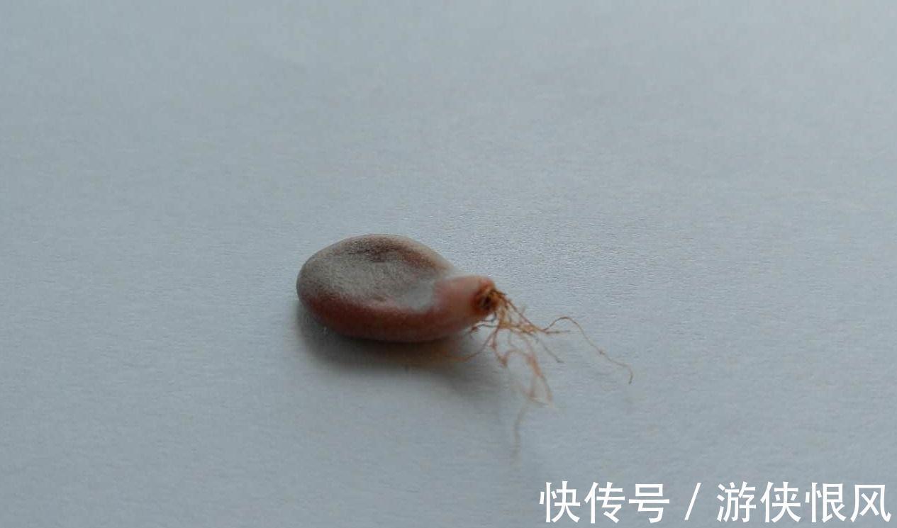 多肉长气根危害大,弄清这些原因,对症下药不用慌