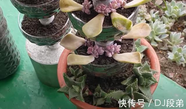瓶口|攒了1个月的塑料瓶,瓶口朝下一个扣一个,用来扦插多肉,生根快