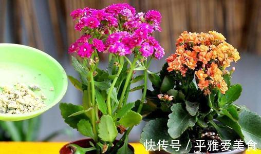 秋季|秋季入手长寿花、蟹爪兰,按照此3点护理,开花数量翻一翻