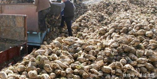 埋了就能活,亩产5千斤,价格也不错,却没几人愿意种