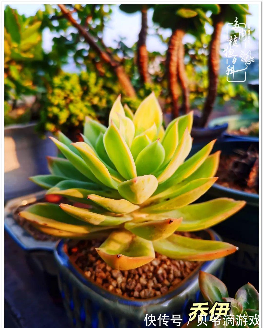 养多肉是喜欢,顺其自然是心境!