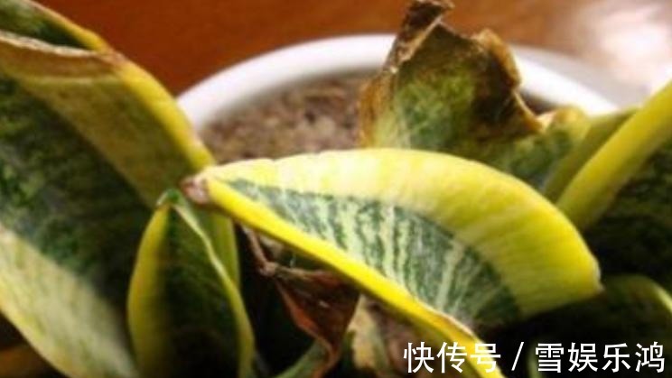 4种“吉利花”,被水浇死了不要扔,简单处理又能长满盆