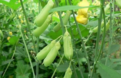 基底细胞癌|提个醒路边见到此“豌豆”,请勿摘回家,毒性非常大,了解下