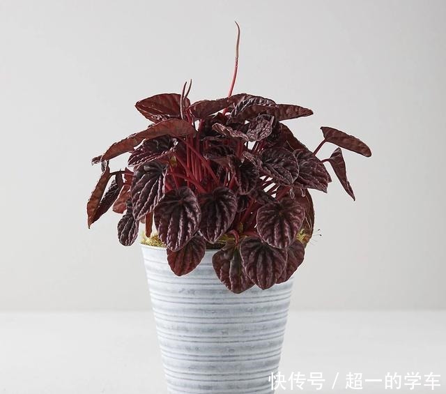 卫生间里少不了8种植物，水培土培都可以，阴凉潮湿处容易养好！