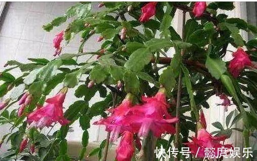 浇点生花水,长寿花蟹爪兰都呼呼长,叶子肥厚还发亮,越开越漂亮