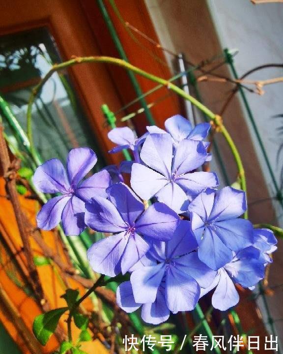 新手|“急性子”的4种花,买回家很快开花,适合新手养